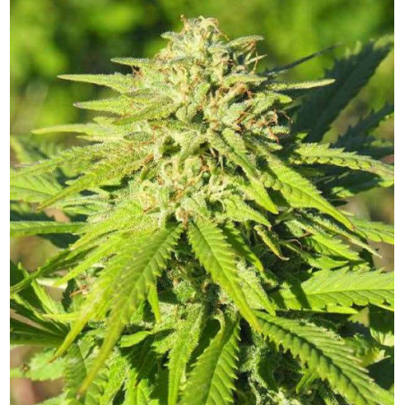 CBG-Seeds - Fenopure