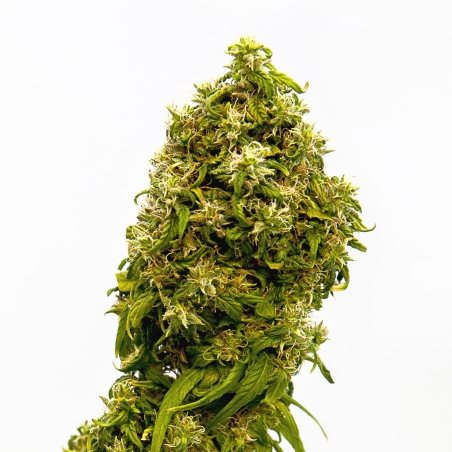 CBD-Samen - Swiss  Dream CBD Autoflowering