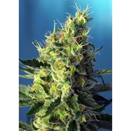 CBD-Samen - Sweet Pure CBD