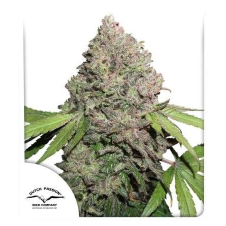 Dutch Passion - CBD Charlottes Angel