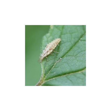 Lacewing larvae against aphids