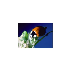 Andermatt Biocontrol - Ladybirds (adults)