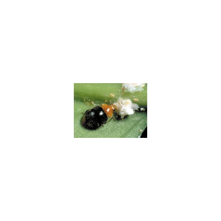 Cryptolaemus ladybug larvae against mealybugs