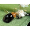 Cryptolaemus ladybug larvae against mealybugs