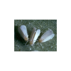 Guêpes parasites Encarsia contre les mouches blanches
