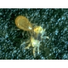 Phytoseiulus predatory mites against spider mites 3 x 200pcs