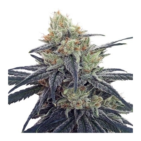 Ace Seeds - CBD No.1