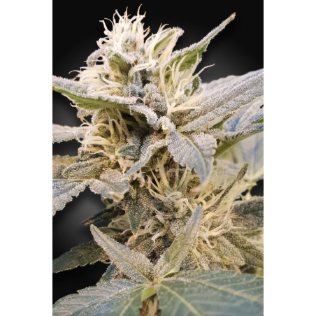 Paradise Seeds - CBDelight