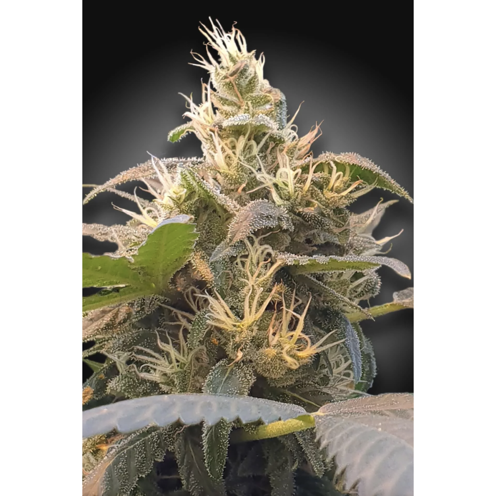 Paradise Seeds - CBDenergy