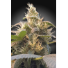 Paradise Seeds - CBDenergy