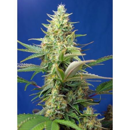 Sweet Seeds Sweet Pure Auto CBD