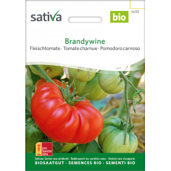 Brandywine  – organic beef tomato