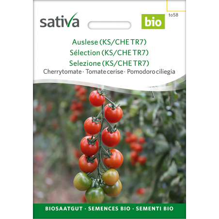 Sativa Tiamarie – Organic cherry tomato