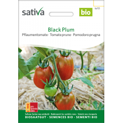 Sativa Black Plum –  Pflaumentomate Bio
