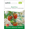 Sativa Black Plum –  Tomate prune bio