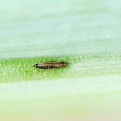 Andermatt Biogarten Acarien prédateur Amblyseius contre les thrips