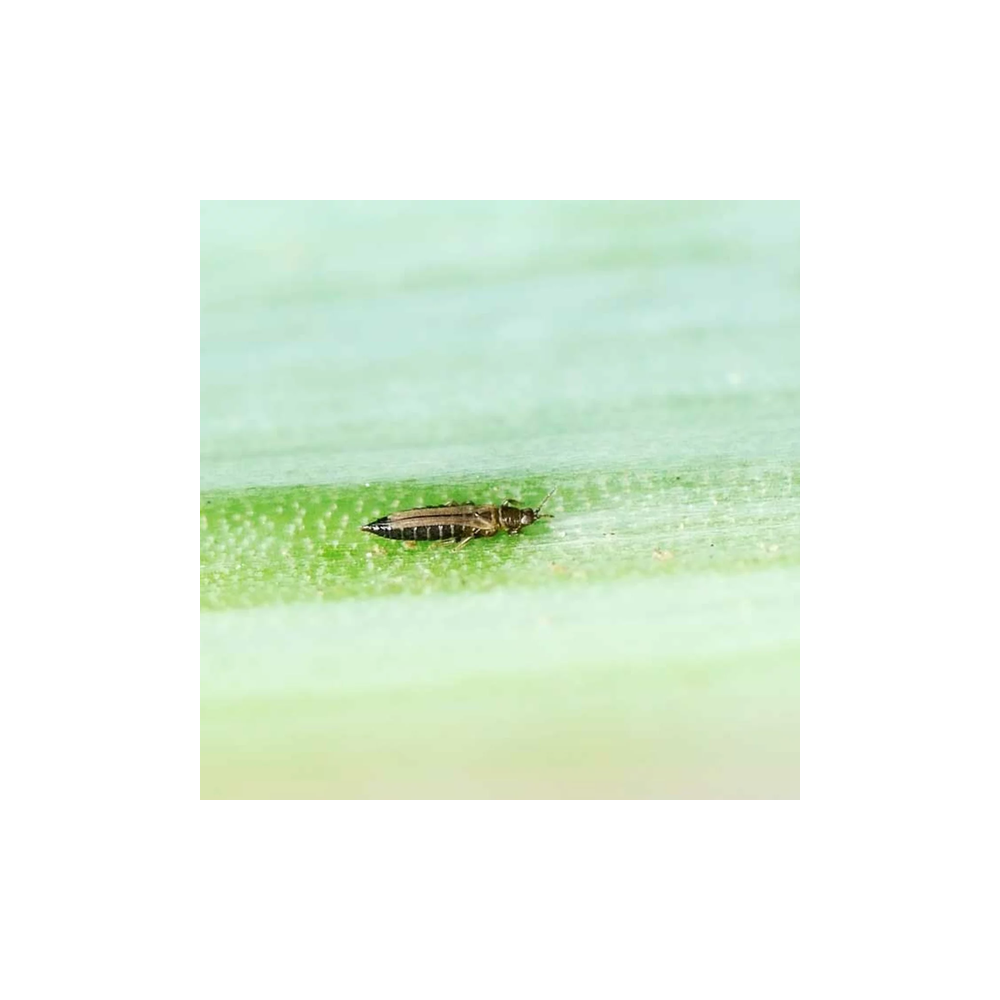 Andermatt Biogarten Amblyseius cucumeris gegen Thrips