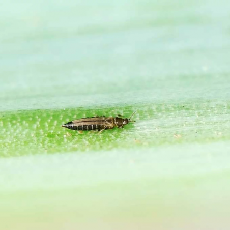 Andermatt Biogarten Acarien prédateur Amblyseius contre les thrips