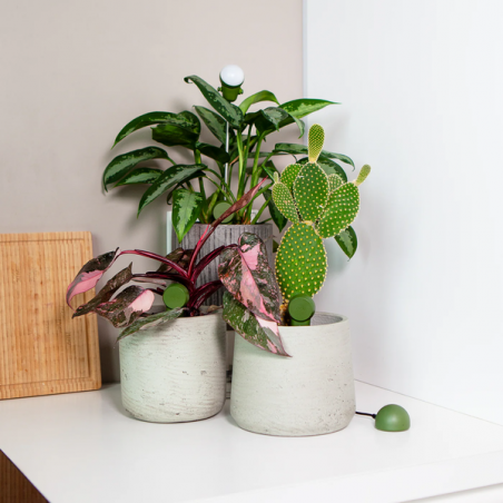 FYTA 2.0 Grow Set kaufen