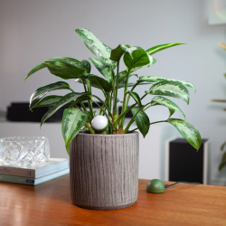 Fyta 2.0 FYTA Starter Set