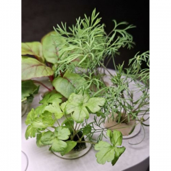 HTP Cuisine Garden Mini