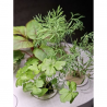 HTP Küchen Garden Mini