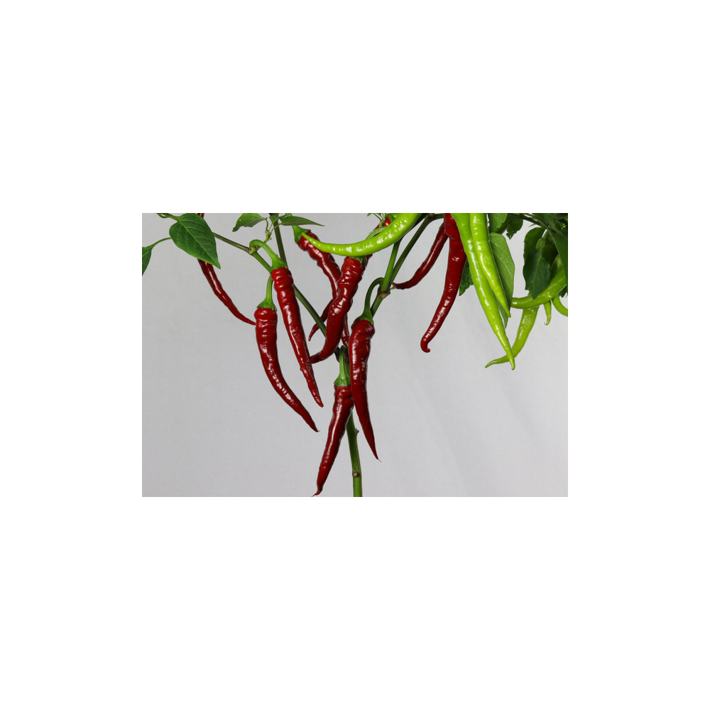 Greendoor Africansk –  Chili Samen
