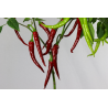 Greendoor Africansk – Chili Seeds