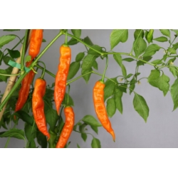 Greendoor Aji Amarillo –  Chili Samen
