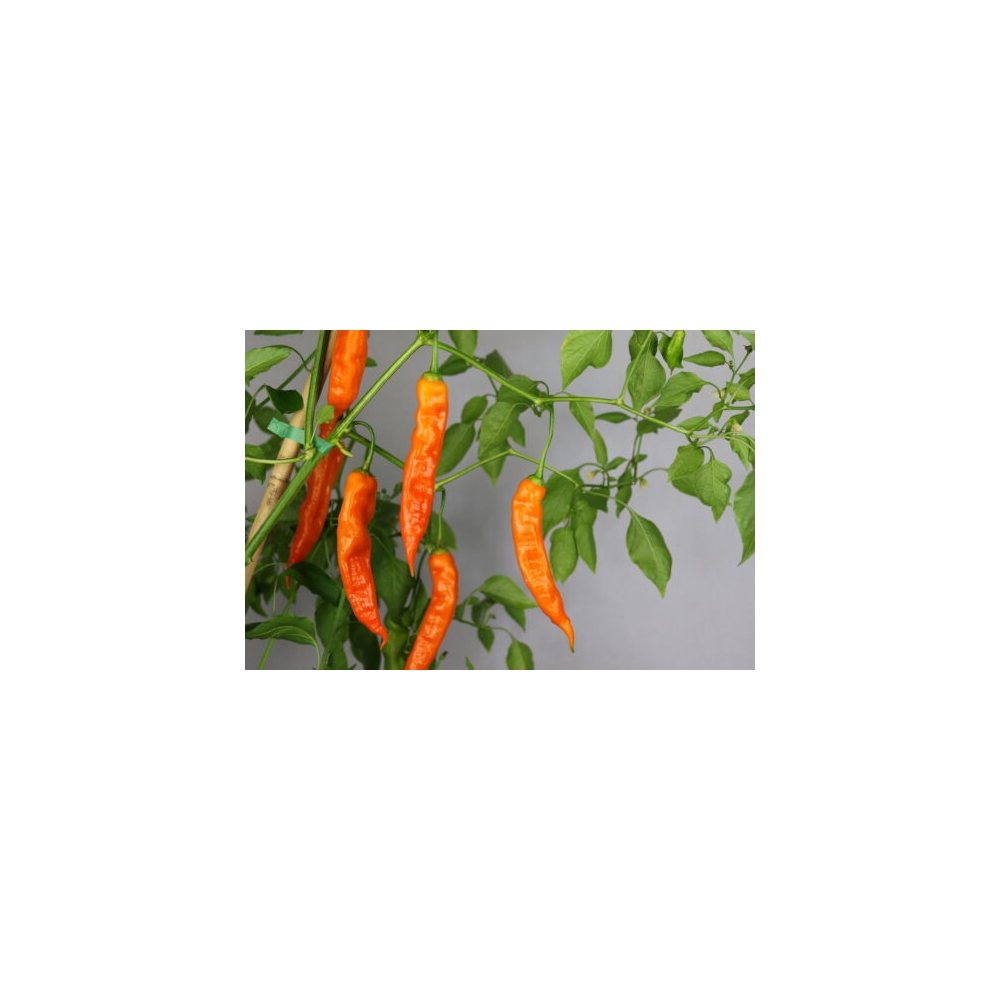 Greendoor Aji Amarillo –  Chili Samen