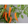 Greendoor Aji Amarillo – Chili Seeds