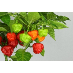 Greendoor Aji Cachucha – Graines de piment