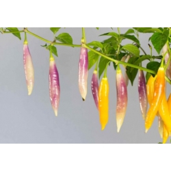 Greendoor Aji Challuaruro Amarillo – Chili Seeds