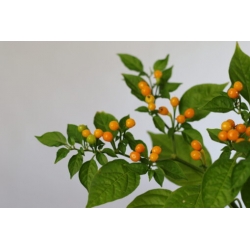 Greendoor Aji Charapita – Graines de piment