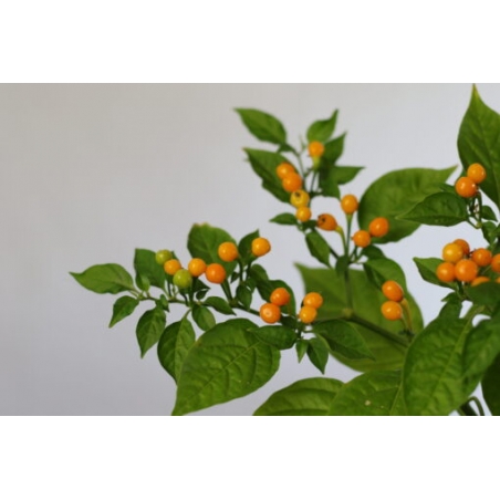 Greendoor Aji Charapita – Chili Seeds