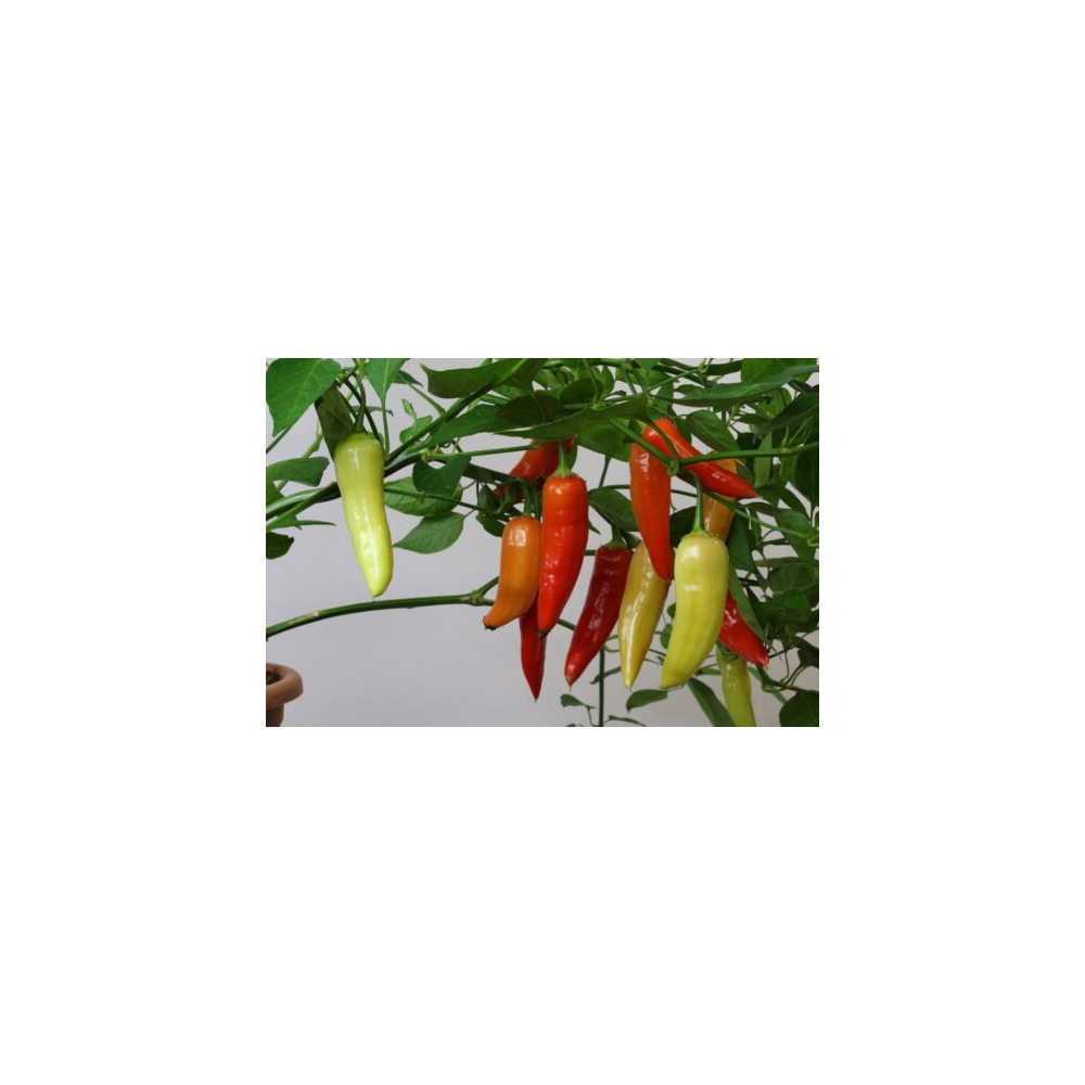 Greendoor Aji Crystal – Graines de piment