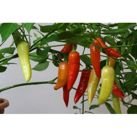 Greendoor Aji Crystal –  Chili Samen