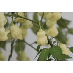 Greendoor Aji White Fantasy – Graines de piment