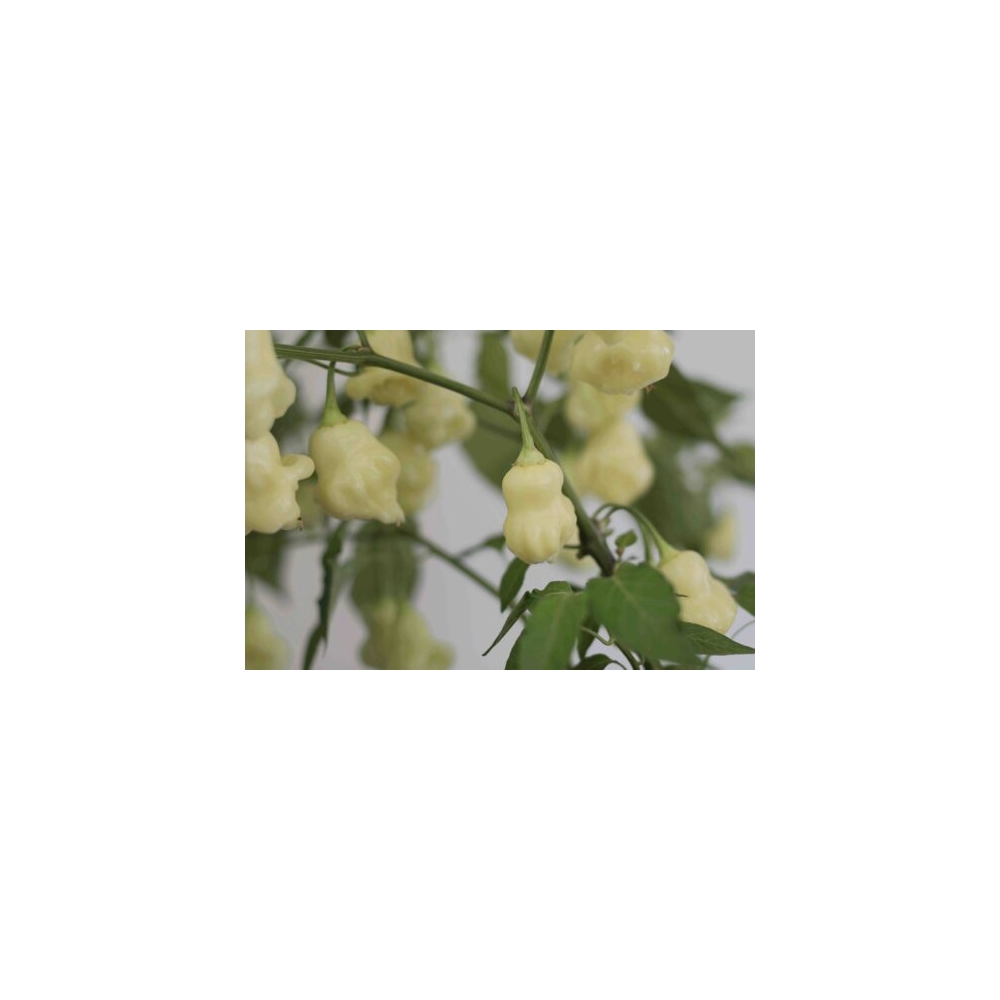 Greendoor Aji White Fantasy – Chili Seeds