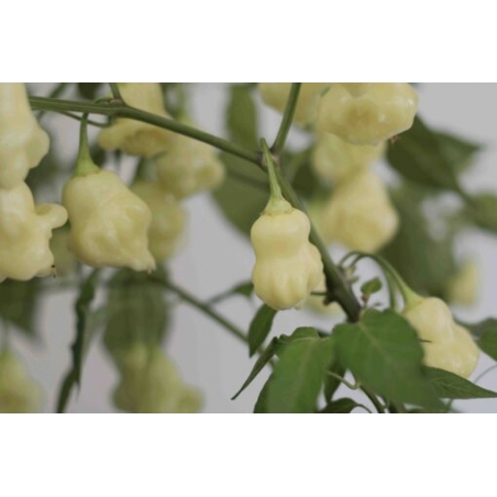 Greendoor Aji White Fantasy  –  Chili Samen