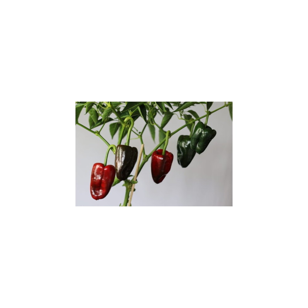 Greendoor Ancho Grande –  Chili Samen