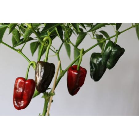 Greendoor Ancho Grande – Graines de piment