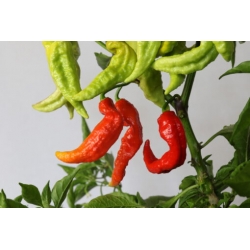 Greendoor Bhut Jolokia Red– Graines de piment