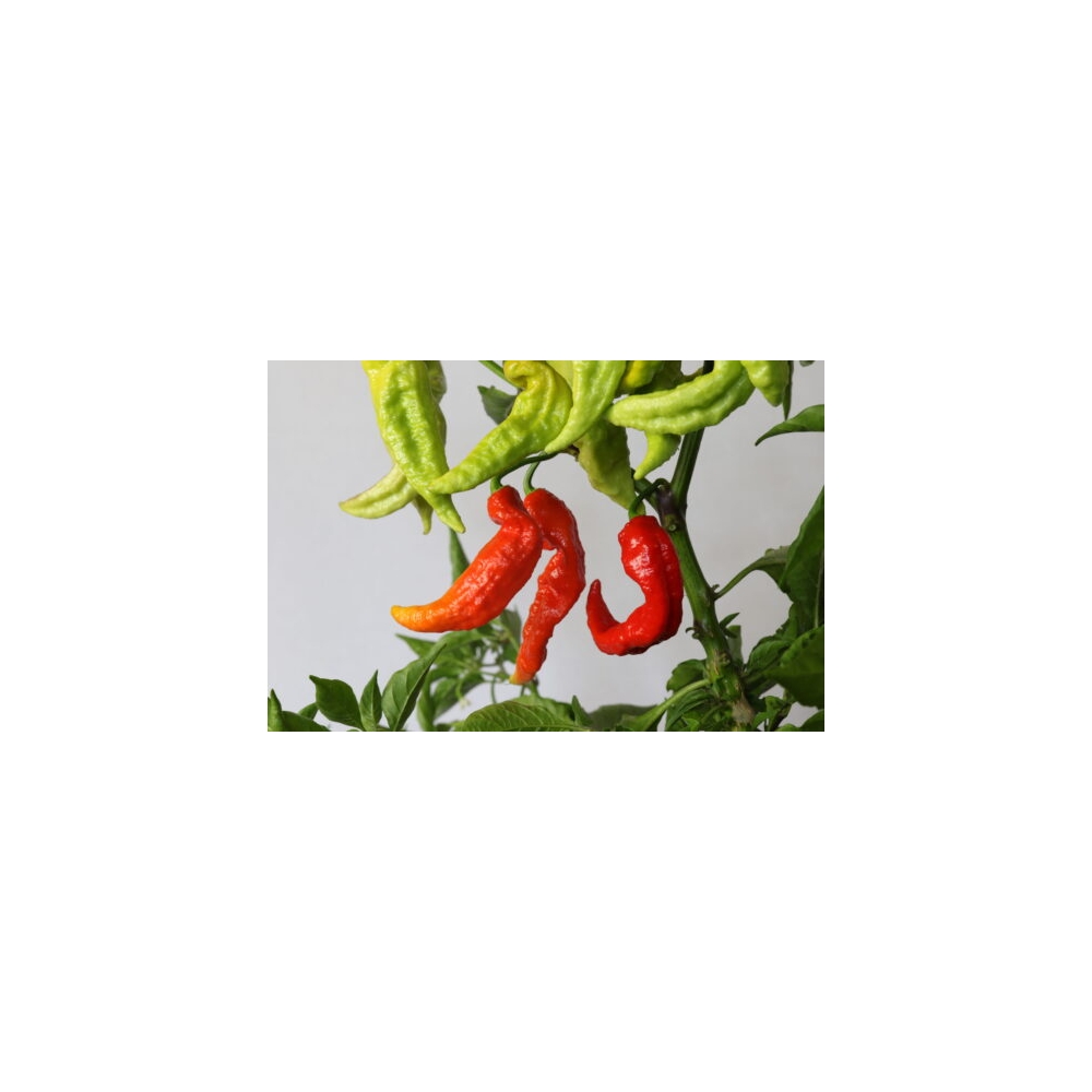 Greendoor Bhut Jolokia Red– Graines de piment