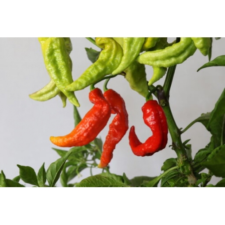 Greendoor Bhut Jolokia Red – Chili Seeds