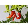Greendoor Bhut Jolokia Red –  Chili Samen