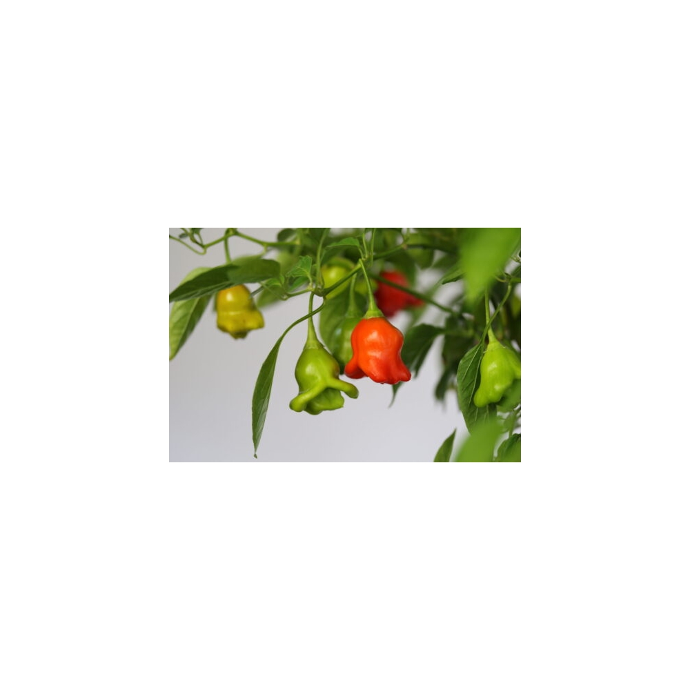 Greendoor Bishop’s Crown –  Chili Samen