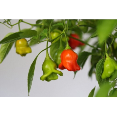 Greendoor Bishop’s Crown – Chili Seeds