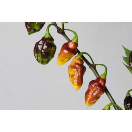 Greendoor Bolivian Bumpy – Chili Seeds