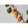 Greendoor Bolivian Bumpy – Chili Seeds